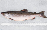 Salmon (Pink)